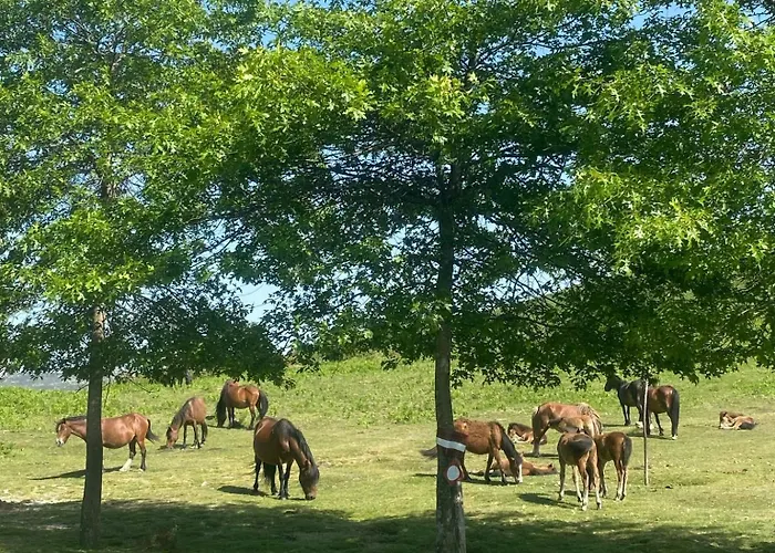 Дом отдыха Casa Da Fonte, Monte Терраш-ди-Бору