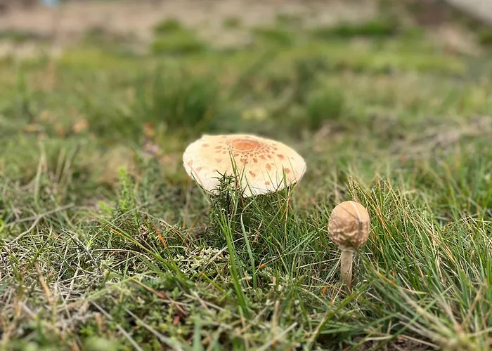 Casa Da Fonte, Monte Дом отдыха Терраш-ди-Бору